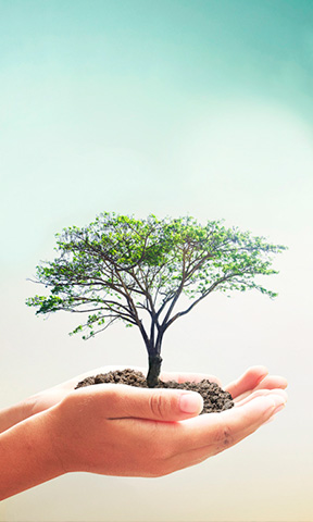 Mano sosteniendo un árbol