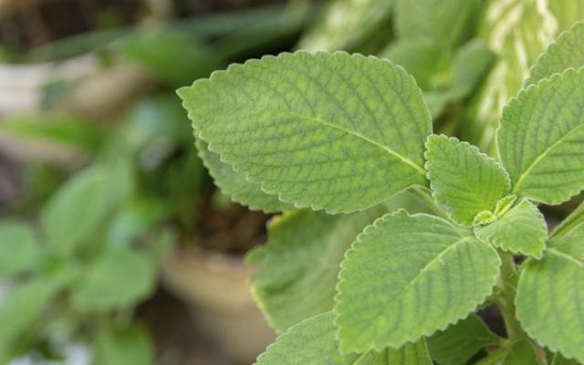 ¿Para qué sirve el boldo? Ejemplo de hoja de boldo.