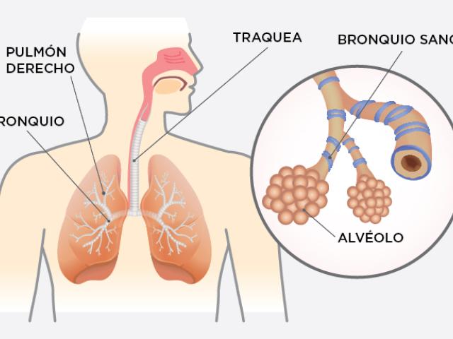Sistema respiratorio y asma